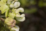 Largeflower milkweed